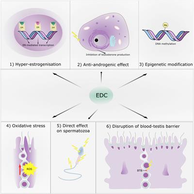 Overview of the Mechanisms of Action of Selected Bisphenols and Perfluoroalkyl Chemicals on the Male Reproductive Axes